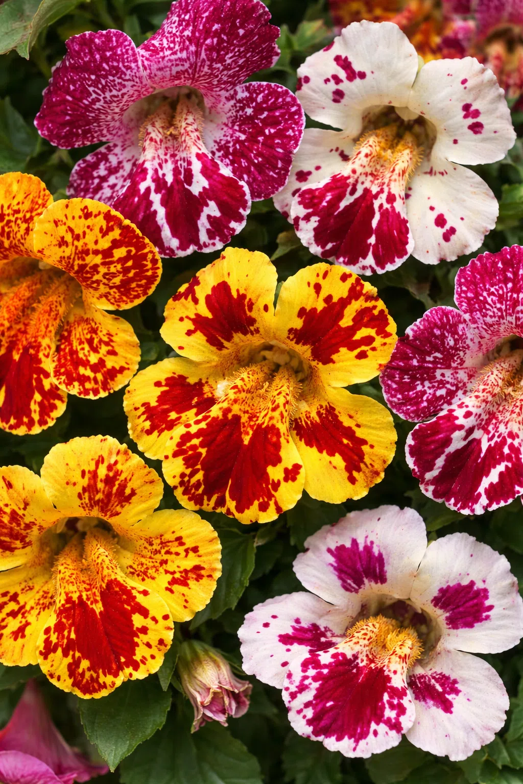 Gyckelblomma Magic Blotch Mix F1 12 pellets