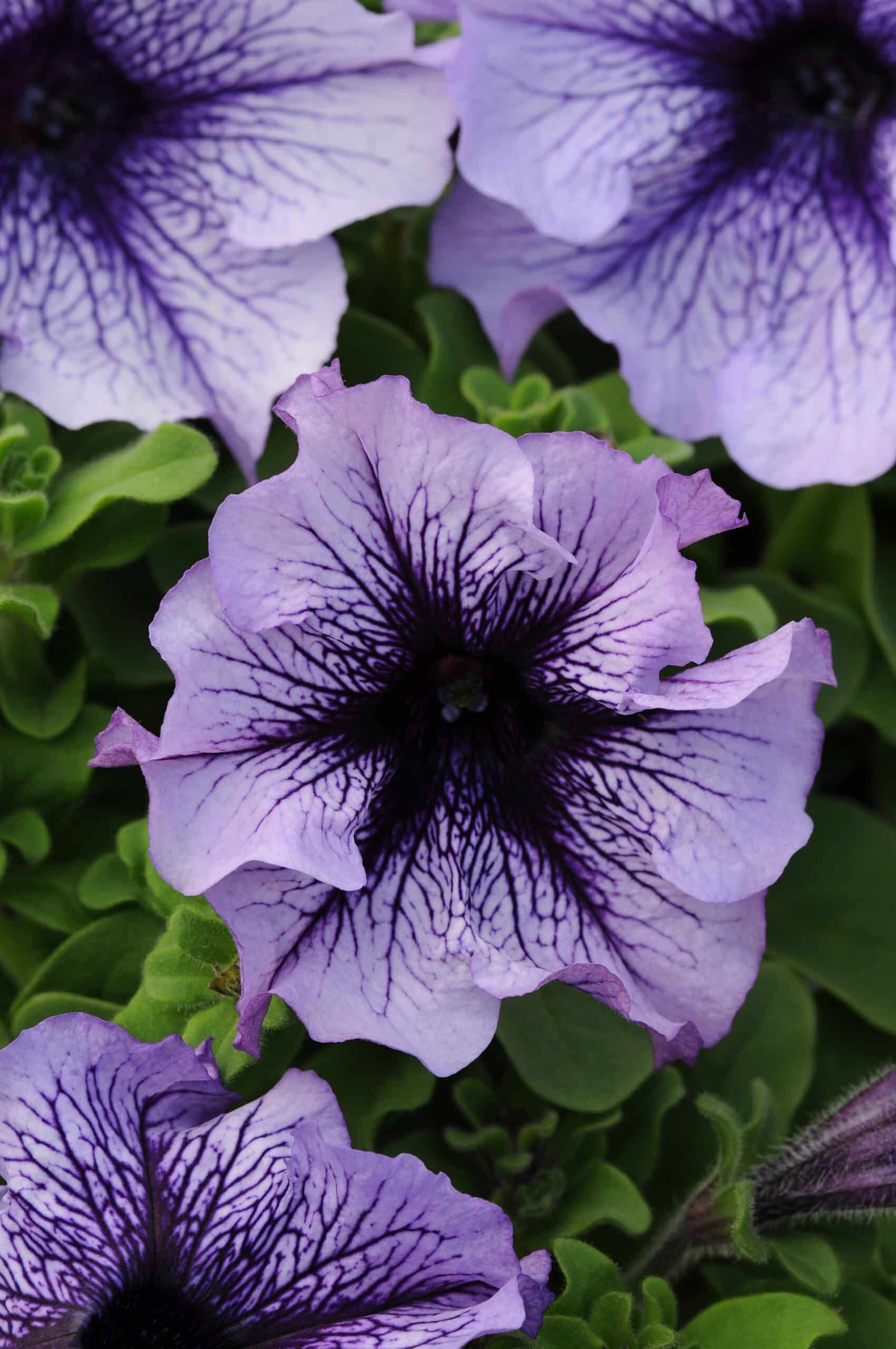 Petunia Daddy Blue F1 15 frö,inkommande