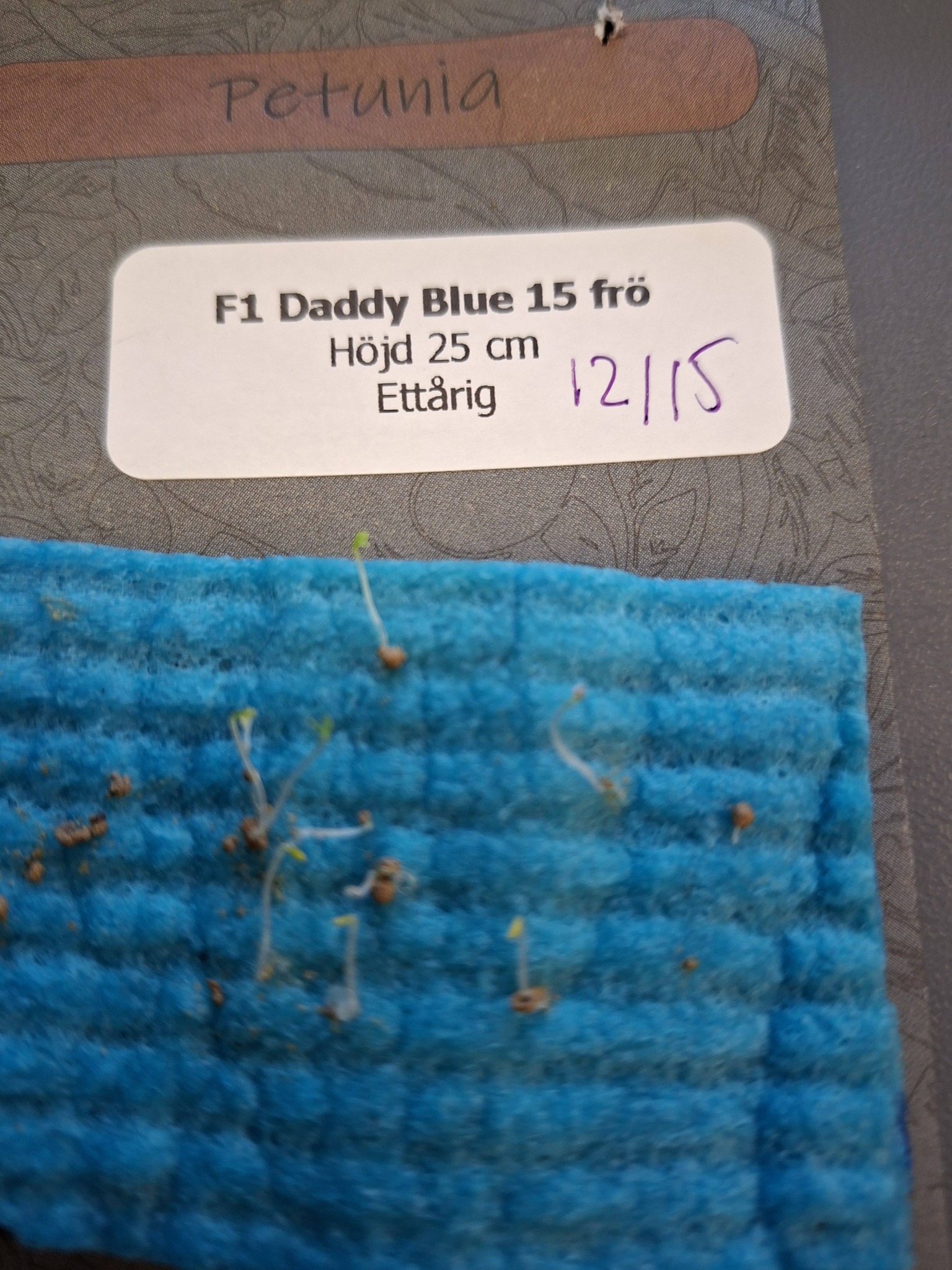 Petunia Daddy Blue F1 15 frö,inkommande - 3