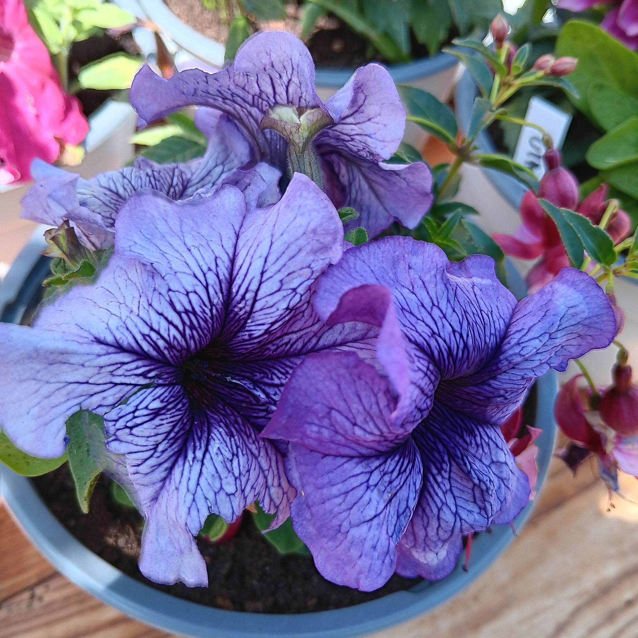 Petunia Daddy Blue F1 15 frö,inkommande - 2