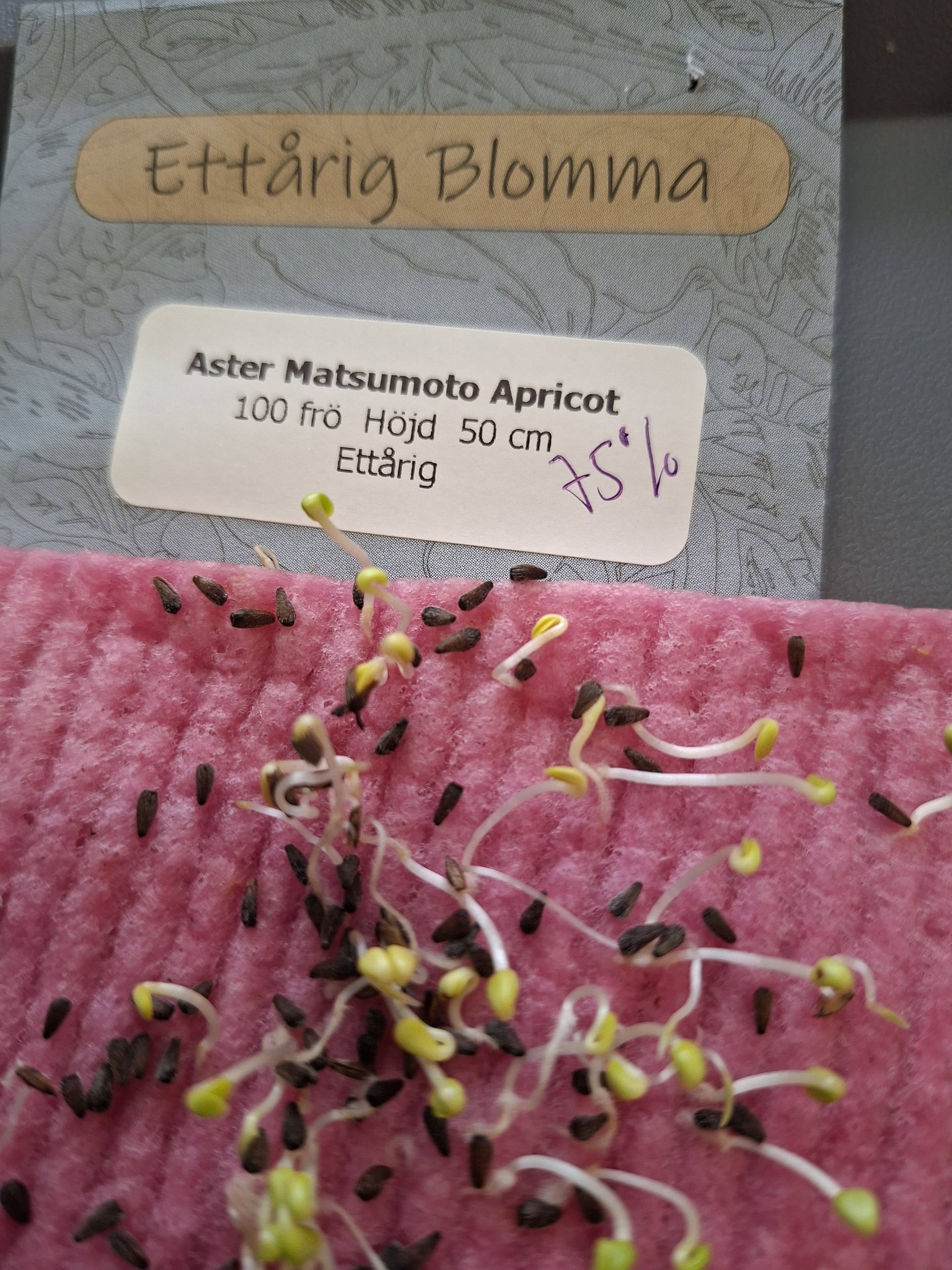 Aster Matsumoto Apricot 100 frö - 2