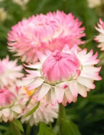 Eternell Bright Pink 150 frö