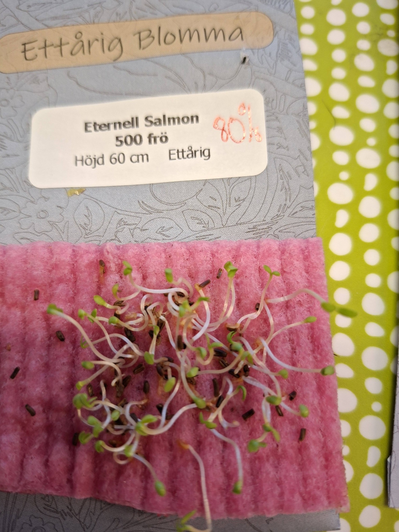 Sävar fröplant - Eternell Salmon 500 frö