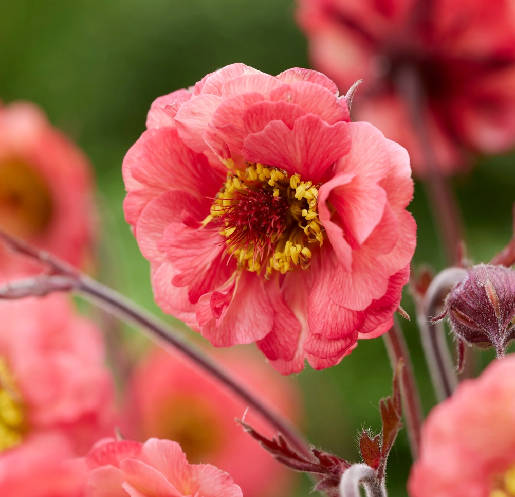 4906  Geum  Lipstick  I  Svenskt namn  :Trädgårdsnejlikrot  I  Krukstorlek   : 11c  I  Förväntad Höjd  :  30 cm  I  Blomningstid :  maj-juni - 2