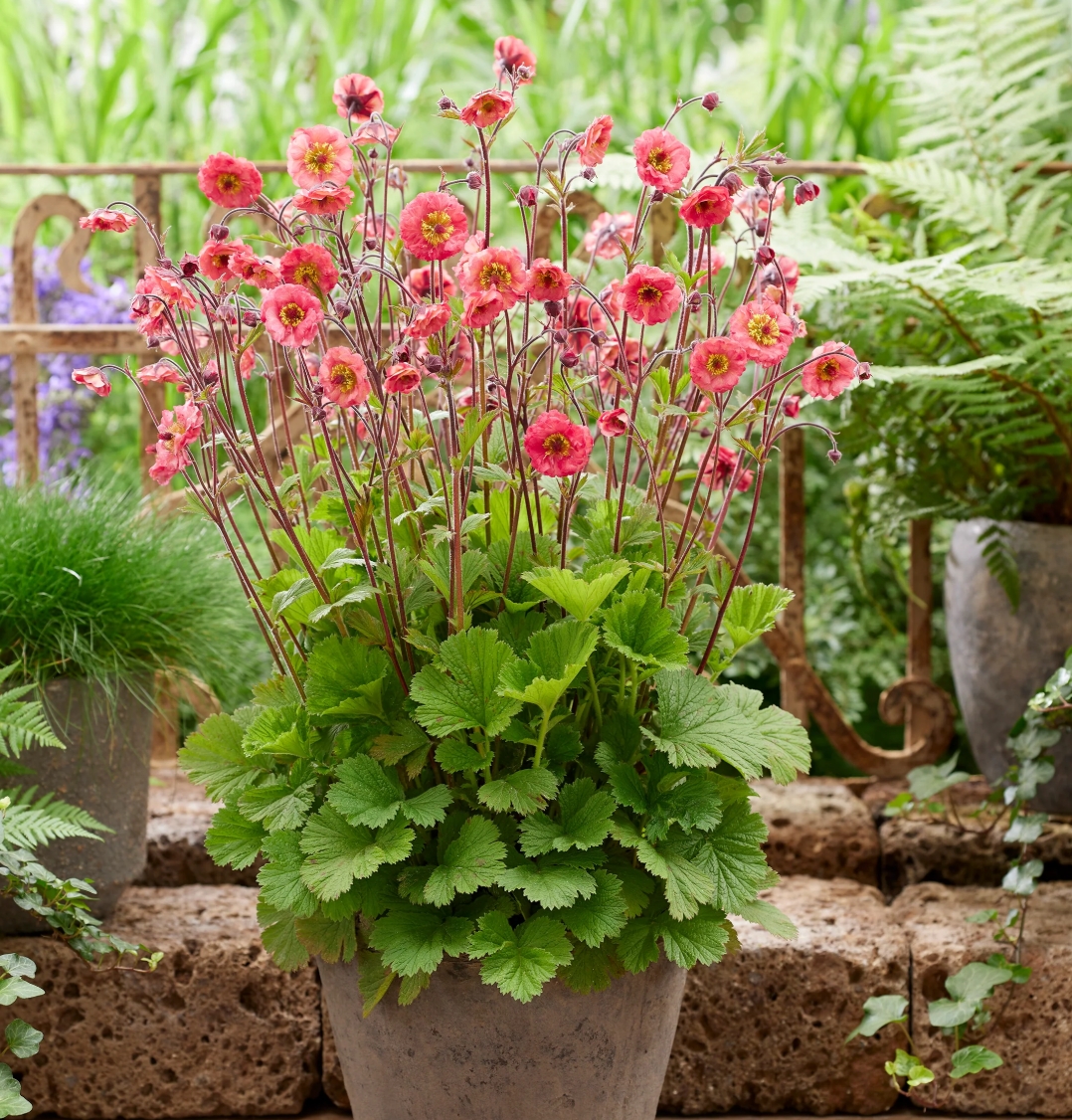 4906  Geum  Lipstick  I  Svenskt namn  :Trädgårdsnejlikrot  I  Krukstorlek   : 11c  I  Förväntad Höjd  :  30 cm  I  Blomningstid :  maj-juni