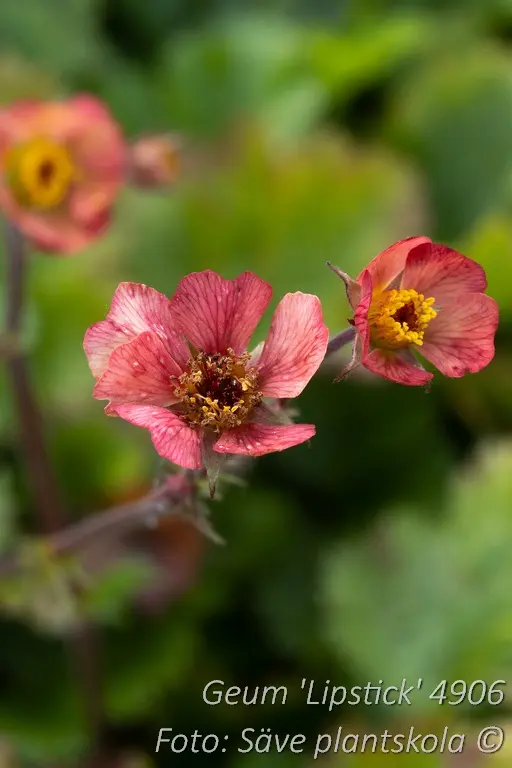 4906  Geum  Lipstick  I  Svenskt namn  :Trädgårdsnejlikrot  I  Krukstorlek   : 11c  I  Förväntad Höjd  :  30 cm  I  Blomningstid :  maj-juni - 3
