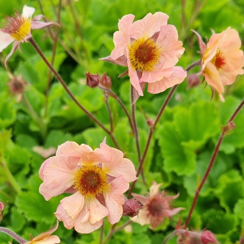 4918  Geum  Mai Tai (PBR)  I  Svenskt namn  :Trädgårdsnejlikrot  I  Krukstorlek   : 11c  I  Förväntad Höjd  :  30 cm  I  Blomningstid :  juni-aug - 2