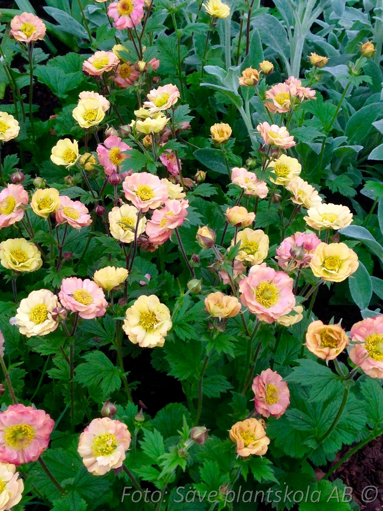 4918  Geum  Mai Tai (PBR)  I  Svenskt namn  :Trädgårdsnejlikrot  I  Krukstorlek   : 11c  I  Förväntad Höjd  :  30 cm  I  Blomningstid :  juni-aug - 3