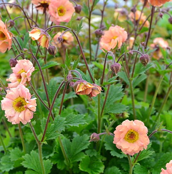 4918  Geum  Mai Tai (PBR)  I  Svenskt namn  :Trädgårdsnejlikrot  I  Krukstorlek   : 11c  I  Förväntad Höjd  :  30 cm  I  Blomningstid :  juni-aug