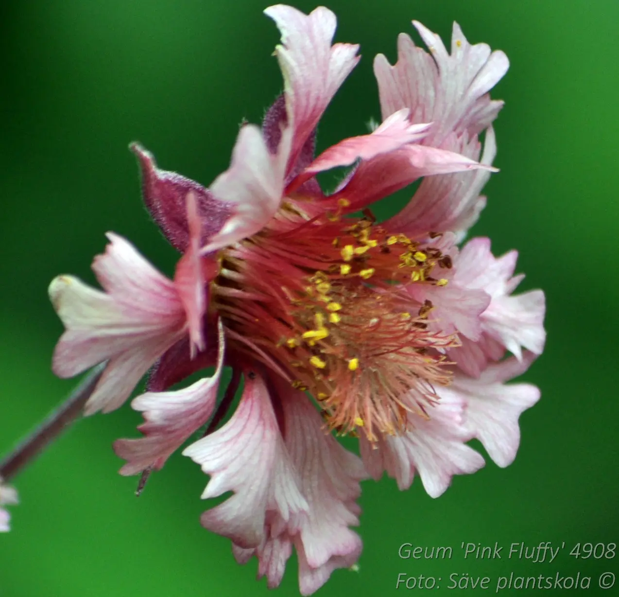 4908  Geum  Pink Fluffy  I  Svenskt namn  :Trädgårdsnejlikrot  I  Krukstorlek   : 11c  I  Förväntad Höjd  :  40 cm  I  Blomningstid :  maj-juni - 2