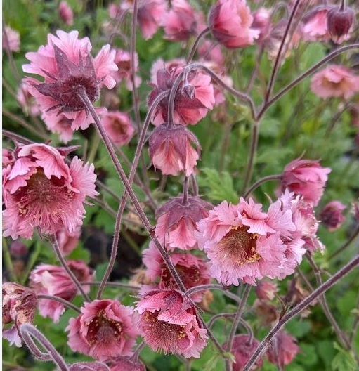 4908  Geum  Pink Fluffy  I  Svenskt namn  :Trädgårdsnejlikrot  I  Krukstorlek   : 11c  I  Förväntad Höjd  :  40 cm  I  Blomningstid :  maj-juni