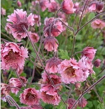 4908  Geum  Pink Fluffy  I  Svenskt namn  :Trädgårdsnejlikrot  I  Krukstorlek   : 11c  I  Förväntad Höjd  :  40 cm  I  Blomningstid :  maj-juni