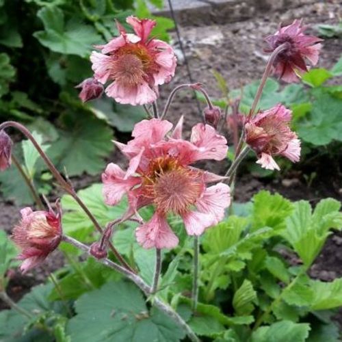 4908  Geum  Pink Fluffy  I  Svenskt namn  :Trädgårdsnejlikrot  I  Krukstorlek   : 11c  I  Förväntad Höjd  :  40 cm  I  Blomningstid :  maj-juni - 3