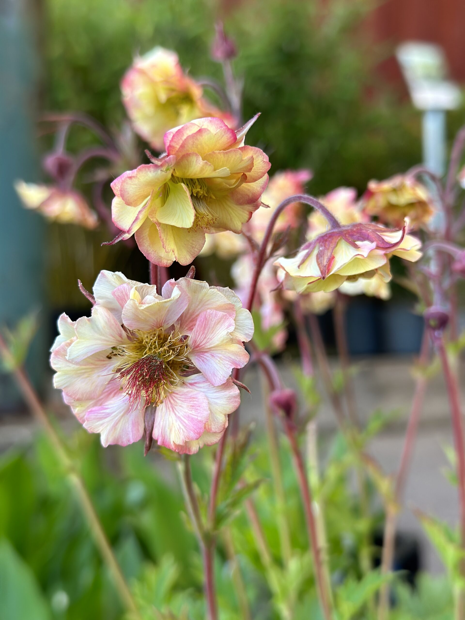 4940  Geum  Pretticoats Peach (PBR)  I  Svenskt namn  :Trädgårdsnejlikrot  I  Krukstorlek   : 11c  I  Förväntad Höjd  :  40 cm  I  Blomningstid :  april-okt - 3