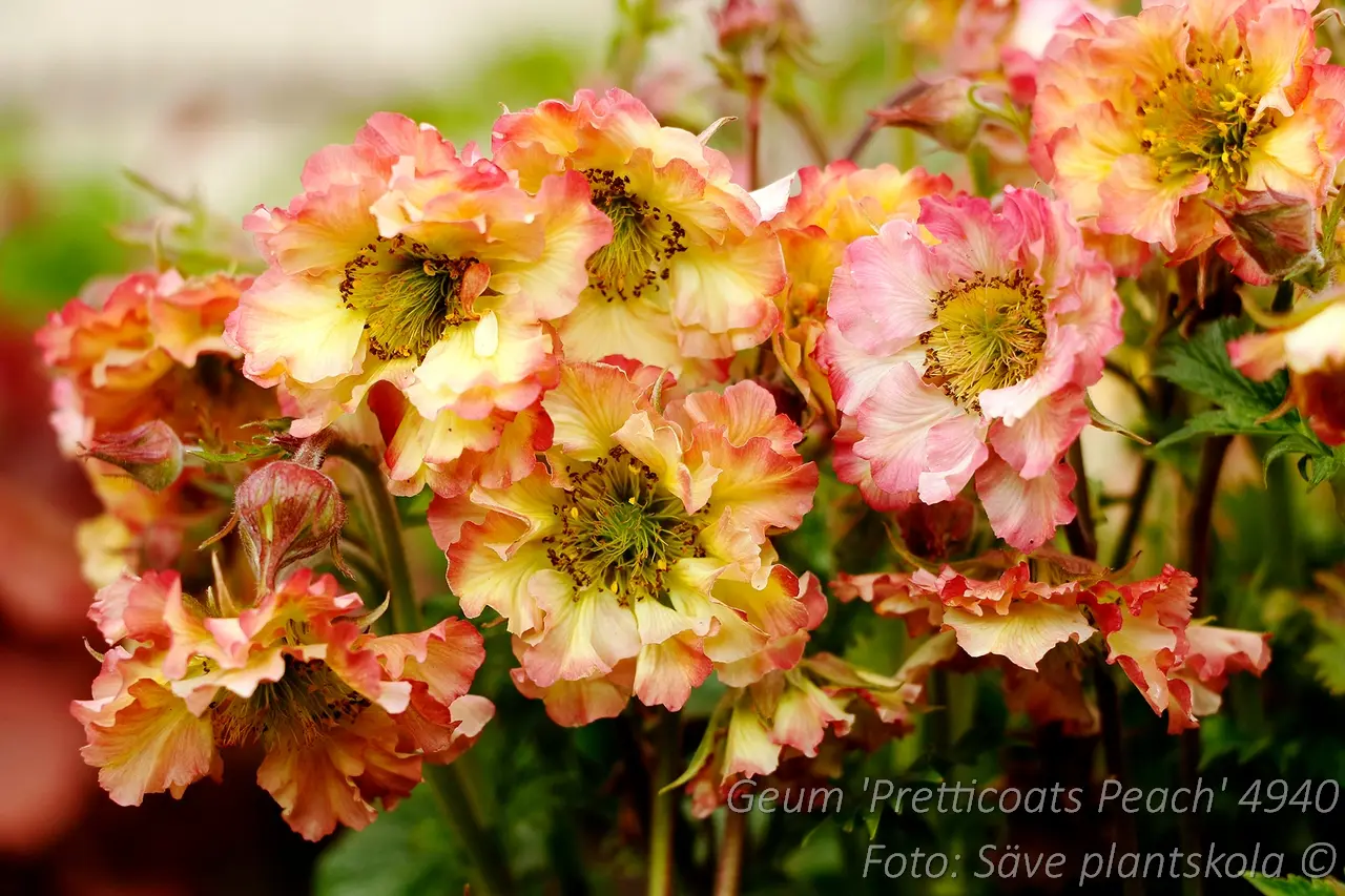 4940  Geum  Pretticoats Peach (PBR)  I  Svenskt namn  :Trädgårdsnejlikrot  I  Krukstorlek   : 11c  I  Förväntad Höjd  :  40 cm  I  Blomningstid :  april-okt - 2