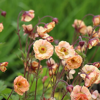 4940  Geum  Pretticoats Peach (PBR)  I  Svenskt namn  :Trädgårdsnejlikrot  I  Krukstorlek   : 11c  I  Förväntad Höjd  :  40 cm  I  Blomningstid :  april-okt