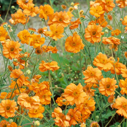 4926  Geum  Prinses Juliana  I  Svenskt namn  :Trädgårdsnejlikrot  I  Krukstorlek   : 11c  I  Förväntad Höjd  :  30 cm  I  Blomningstid :  maj-juni