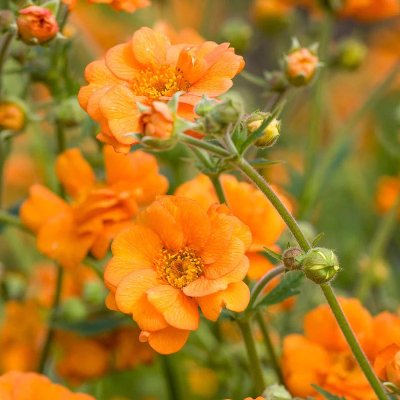 4926  Geum  Prinses Juliana  I  Svenskt namn  :Trädgårdsnejlikrot  I  Krukstorlek   : 11c  I  Förväntad Höjd  :  30 cm  I  Blomningstid :  maj-juni - 3