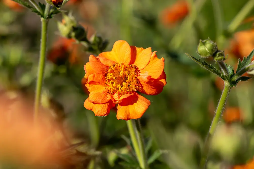 4926  Geum  Prinses Juliana  I  Svenskt namn  :Trädgårdsnejlikrot  I  Krukstorlek   : 11c  I  Förväntad Höjd  :  30 cm  I  Blomningstid :  maj-juni - 2
