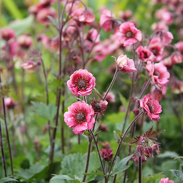 4935  Geum  Tempo Rose  I  Svenskt namn  :Trädgårdsnejlikrot  I  Krukstorlek   : 11c  I  Förväntad Höjd  :  40 cm  I  Blomningstid :  maj-juli - 2