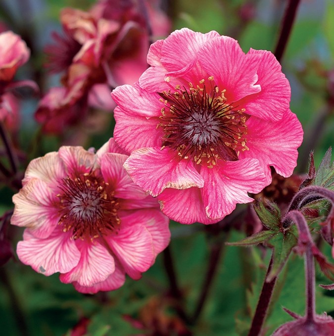 4935  Geum  Tempo Rose  I  Svenskt namn  :Trädgårdsnejlikrot  I  Krukstorlek   : 11c  I  Förväntad Höjd  :  40 cm  I  Blomningstid :  maj-juli - 3