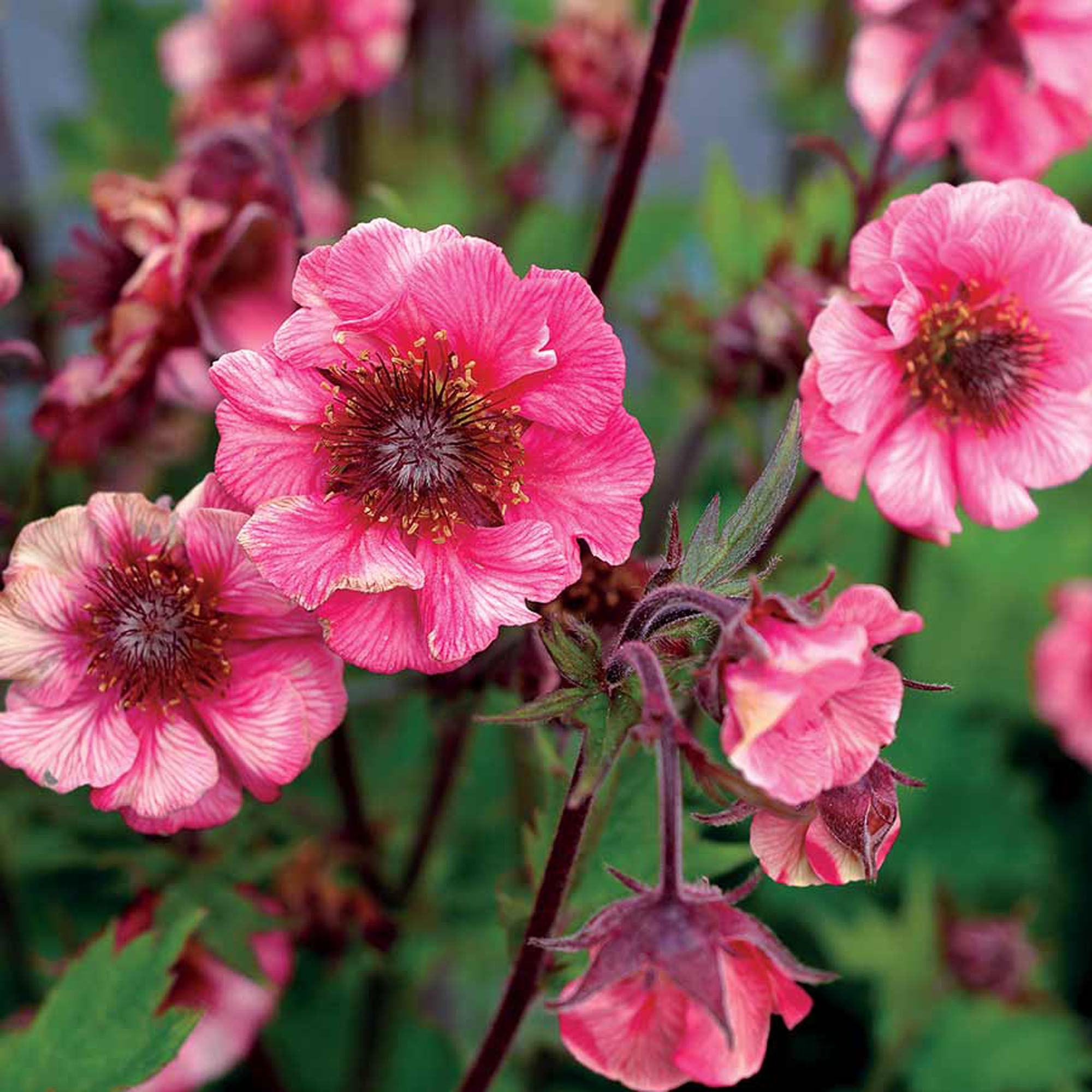 4935  Geum  Tempo Rose  I  Svenskt namn  :Trädgårdsnejlikrot  I  Krukstorlek   : 11c  I  Förväntad Höjd  :  40 cm  I  Blomningstid :  maj-juli