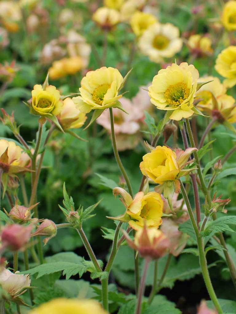 4942  Geum  Tempo Yellow  I  Svenskt namn  :Trädgårdsnejlikrot  I  Krukstorlek   : 11c  I  Förväntad Höjd  :  40 cm  I  Blomningstid :  maj-juli - 3