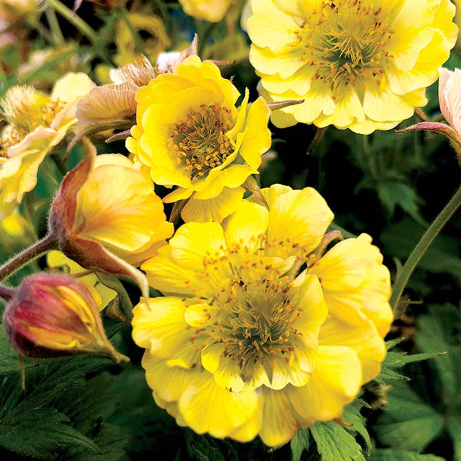 4942  Geum  Tempo Yellow  I  Svenskt namn  :Trädgårdsnejlikrot  I  Krukstorlek   : 11c  I  Förväntad Höjd  :  40 cm  I  Blomningstid :  maj-juli - 2