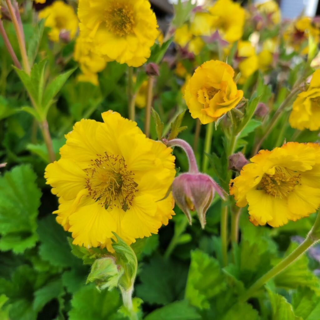 4942  Geum  Tempo Yellow  I  Svenskt namn  :Trädgårdsnejlikrot  I  Krukstorlek   : 11c  I  Förväntad Höjd  :  40 cm  I  Blomningstid :  maj-juli