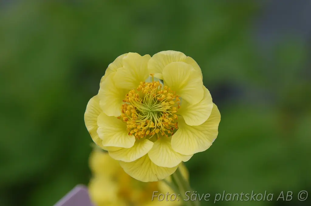 4942  Geum  Tempo Yellow  I  Svenskt namn  :Trädgårdsnejlikrot  I  Krukstorlek   : 11c  I  Förväntad Höjd  :  40 cm  I  Blomningstid :  maj-juli - 4