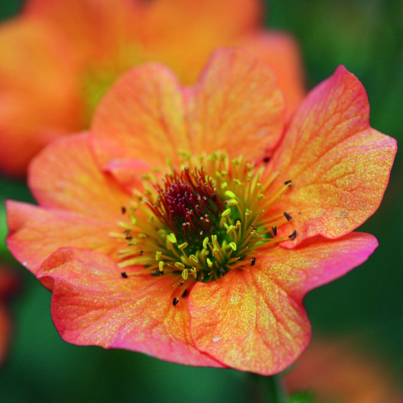 4905  Geum  Totally Tangerine (PBR)  I  Svenskt namn  :Trädgårdsnejlikrot  I  Krukstorlek   : 11c  I  Förväntad Höjd  :  60 cm  I  Blomningstid :  maj-juli - 3