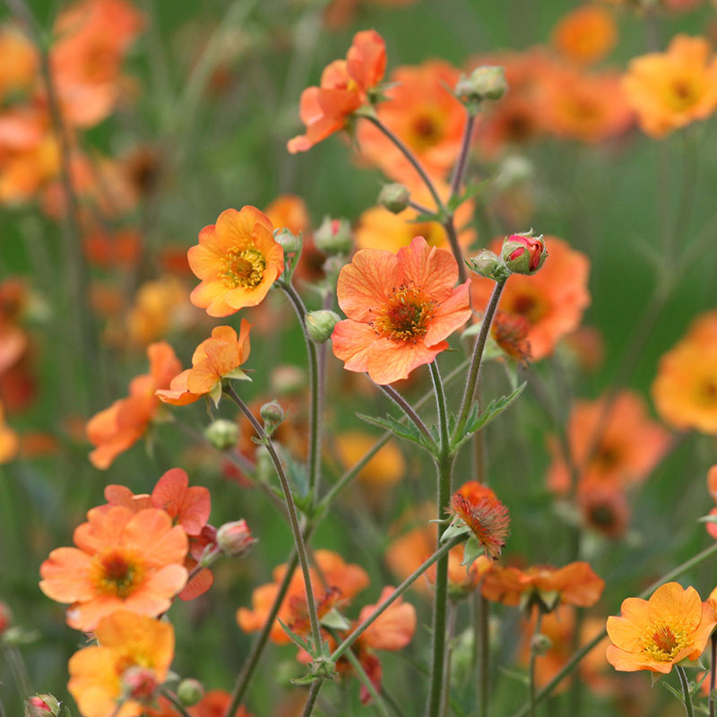 4905  Geum  Totally Tangerine (PBR)  I  Svenskt namn  :Trädgårdsnejlikrot  I  Krukstorlek   : 11c  I  Förväntad Höjd  :  60 cm  I  Blomningstid :  maj-juli - 2