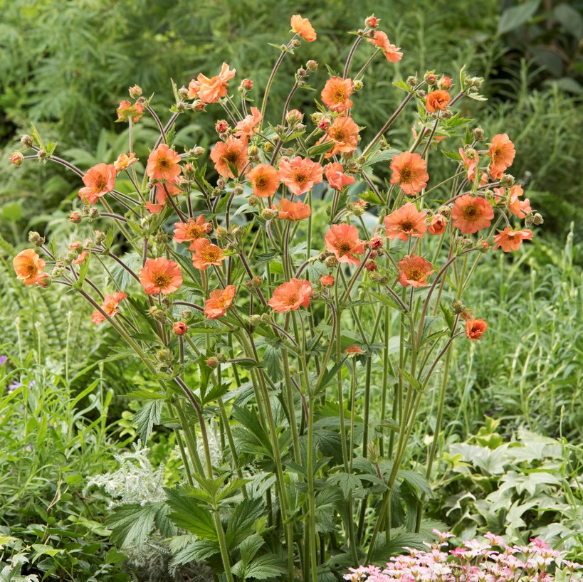 4905  Geum  Totally Tangerine (PBR)  I  Svenskt namn  :Trädgårdsnejlikrot  I  Krukstorlek   : 11c  I  Förväntad Höjd  :  60 cm  I  Blomningstid :  maj-juli