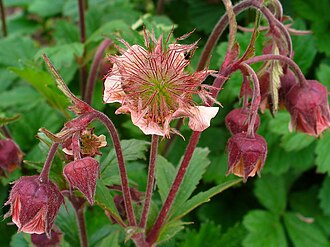 4915  Geum rivale  I  Svenskt namn  :Humleblomster  I  Krukstorlek   : 11c  I  Förväntad Höjd  :  30 cm  I  Blomningstid :  juni-juli - 3
