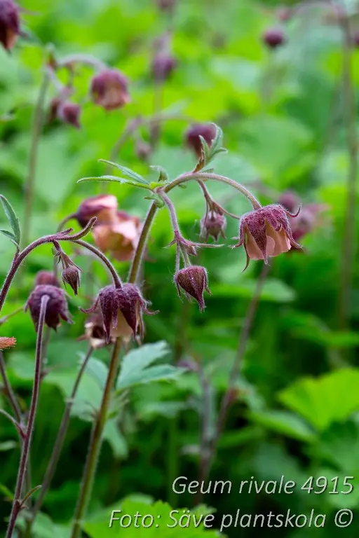 4915  Geum rivale  I  Svenskt namn  :Humleblomster  I  Krukstorlek   : 11c  I  Förväntad Höjd  :  30 cm  I  Blomningstid :  juni-juli - 2