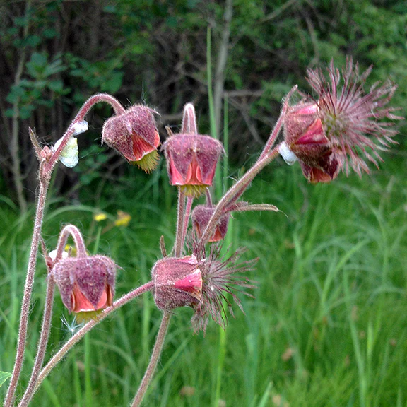 4915  Geum rivale  I  Svenskt namn  :Humleblomster  I  Krukstorlek   : 11c  I  Förväntad Höjd  :  30 cm  I  Blomningstid :  juni-juli