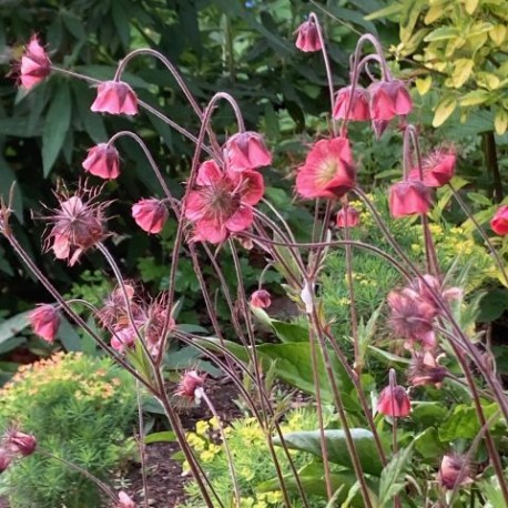 4903  Geum rivale  Leonard  I  Svenskt namn  :Humleblomster  I  Krukstorlek   : 11c  I  Förväntad Höjd  :  30 cm  I  Blomningstid :  juni-juli