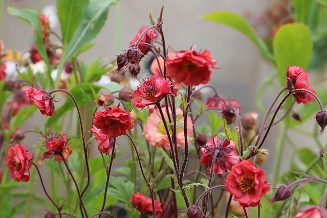 4903  Geum rivale  Leonard  I  Svenskt namn  :Humleblomster  I  Krukstorlek   : 11c  I  Förväntad Höjd  :  30 cm  I  Blomningstid :  juni-juli - 3