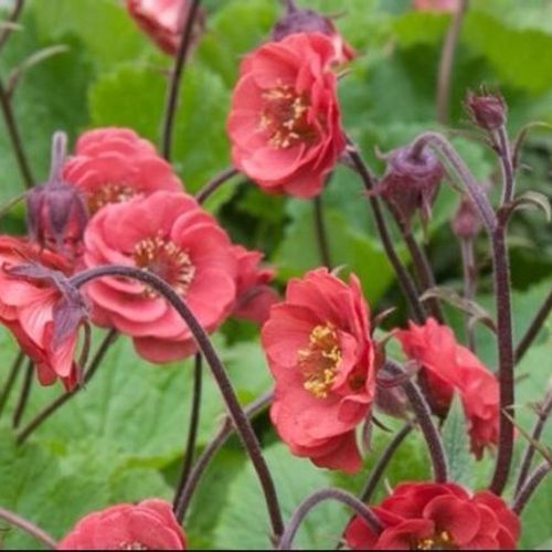 4903  Geum rivale  Leonard  I  Svenskt namn  :Humleblomster  I  Krukstorlek   : 11c  I  Förväntad Höjd  :  30 cm  I  Blomningstid :  juni-juli - 2
