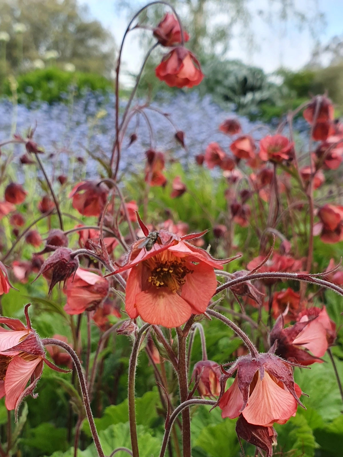 4903  Geum rivale  Leonard  I  Svenskt namn  :Humleblomster  I  Krukstorlek   : 11c  I  Förväntad Höjd  :  30 cm  I  Blomningstid :  juni-juli - 4