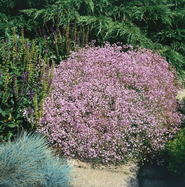 4980  Gypsophila  Rosenschleier  I  Svenskt namn  :Rosenslöja  I  Krukstorlek   : P9  I  Förväntad Höjd  :  40 cm  I  Blomningstid :  juli-sept