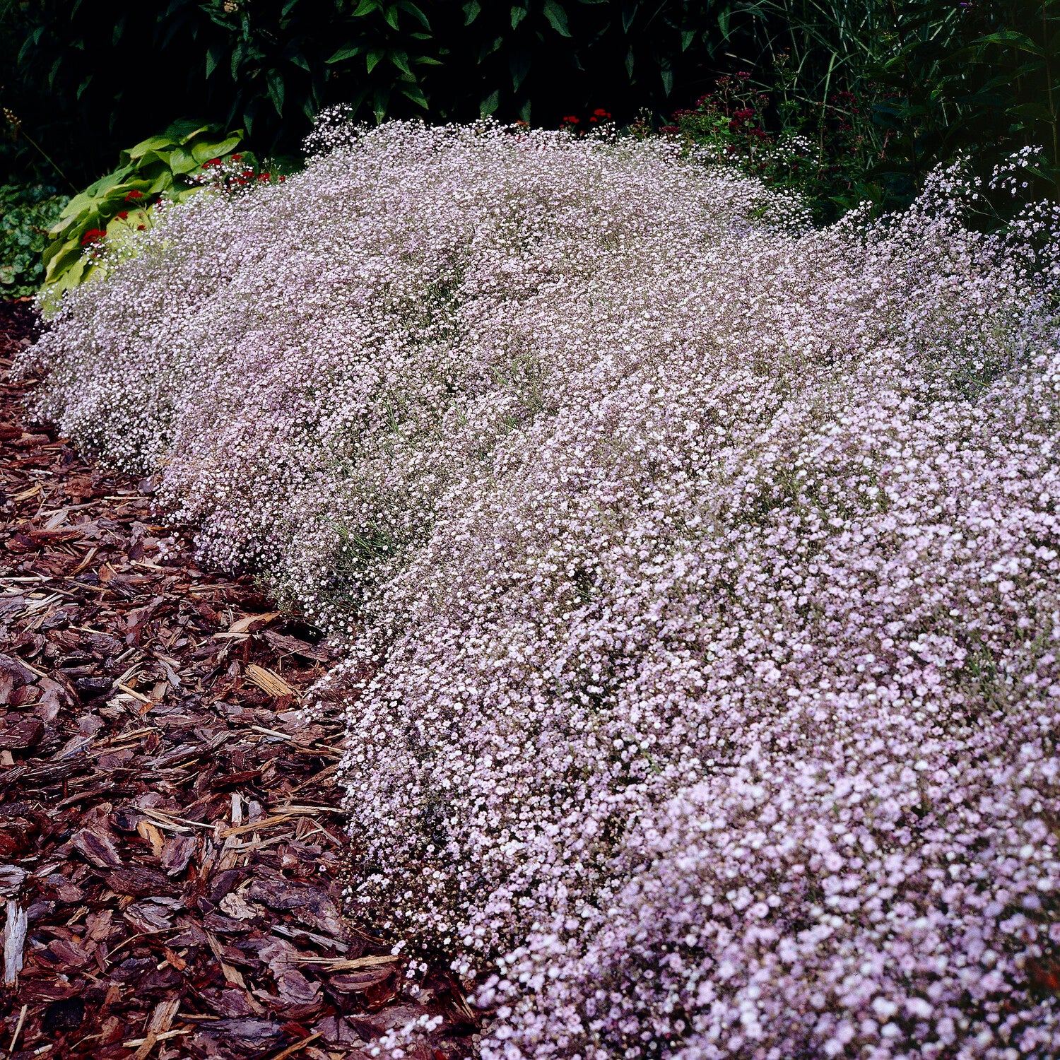 4980  Gypsophila  Rosenschleier  I  Svenskt namn  :Rosenslöja  I  Krukstorlek   : P9  I  Förväntad Höjd  :  40 cm  I  Blomningstid :  juli-sept - 2