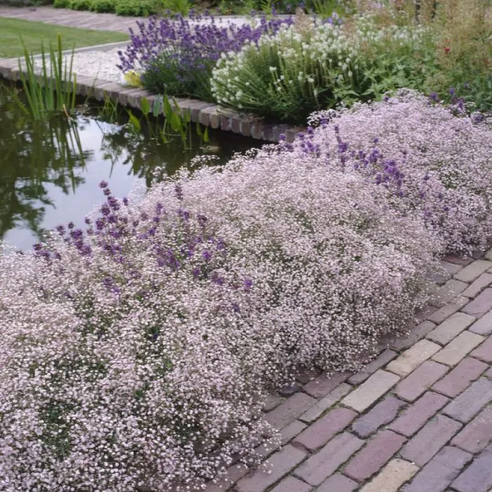 4980  Gypsophila  Rosenschleier  I  Svenskt namn  :Rosenslöja  I  Krukstorlek   : P9  I  Förväntad Höjd  :  40 cm  I  Blomningstid :  juli-sept - 3