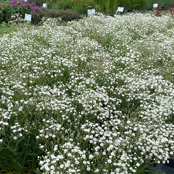 4954  Gypsophila paniculata  Festival White Flare  I  Svenskt namn  :Brudslöja  I  Krukstorlek   : SQ1  I  Förväntad Höjd  :  40 cm  I  Blomningstid :  juni-aug