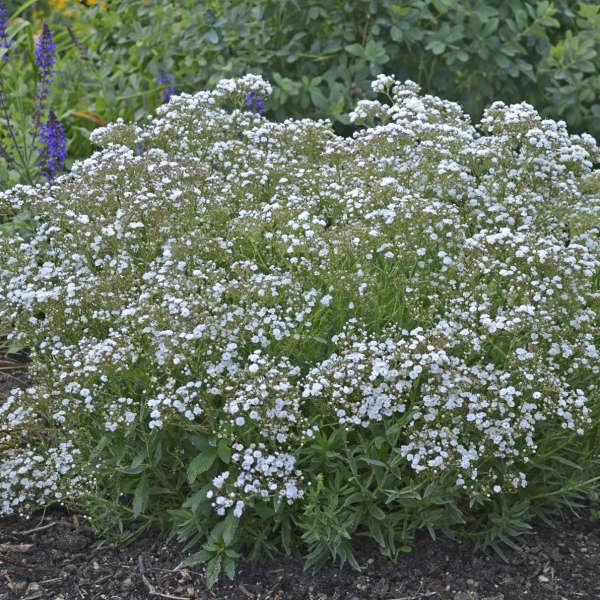 4954  Gypsophila paniculata  Festival White Flare  I  Svenskt namn  :Brudslöja  I  Krukstorlek   : SQ1  I  Förväntad Höjd  :  40 cm  I  Blomningstid :  juni-aug - 2