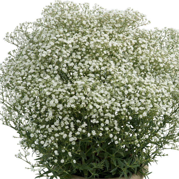 4954  Gypsophila paniculata  Festival White Flare  I  Svenskt namn  :Brudslöja  I  Krukstorlek   : SQ1  I  Förväntad Höjd  :  40 cm  I  Blomningstid :  juni-aug - 3