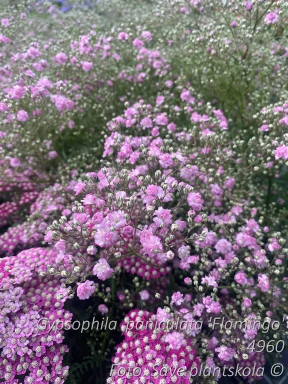 4960  Gypsophila paniculata  Flamingo  I  Svenskt namn  :Brudslöja  I  Krukstorlek   : SQ1  I  Förväntad Höjd  :  100 cm  I  Blomningstid :  juli-aug - 2