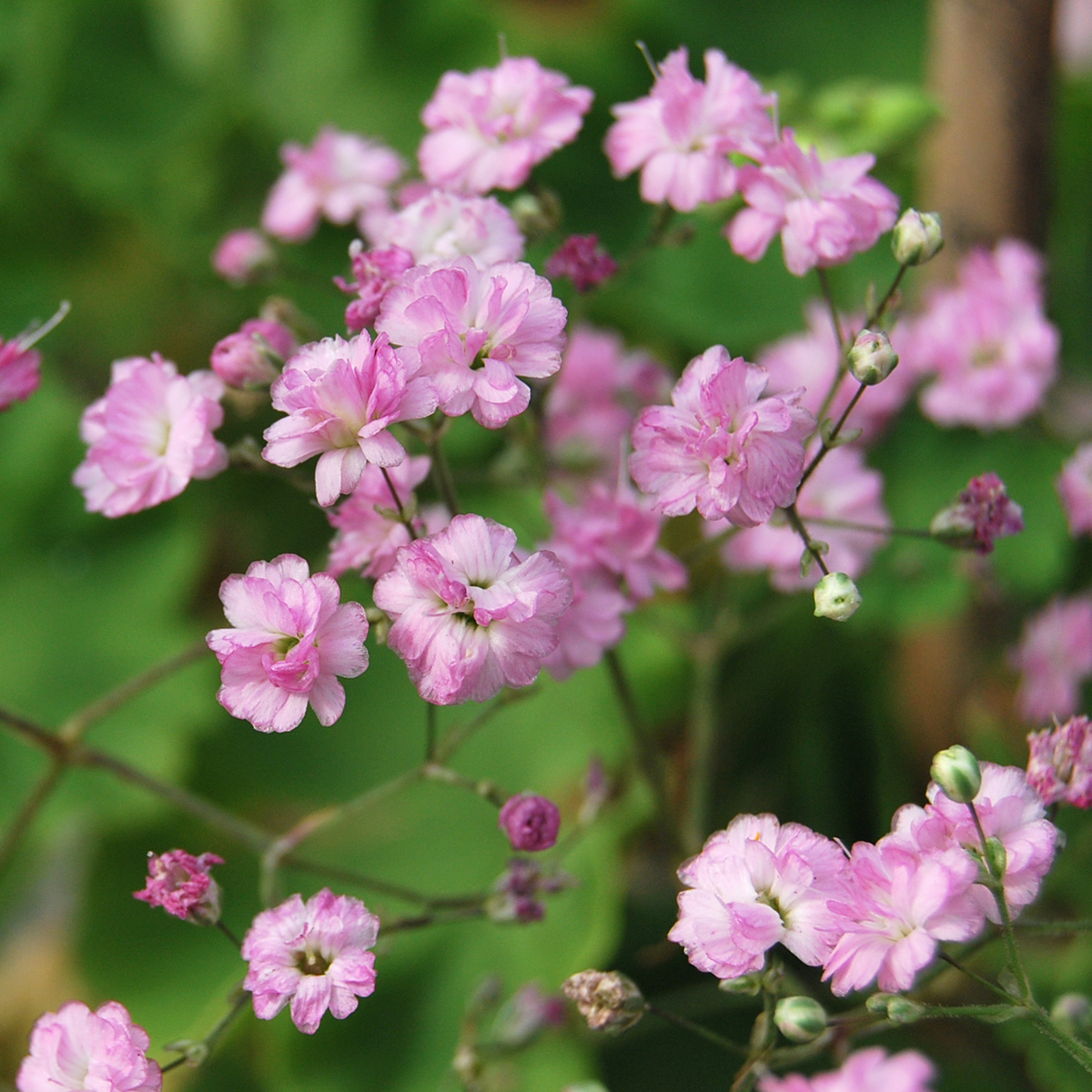 4960  Gypsophila paniculata  Flamingo  I  Svenskt namn  :Brudslöja  I  Krukstorlek   : SQ1  I  Förväntad Höjd  :  100 cm  I  Blomningstid :  juli-aug - 3