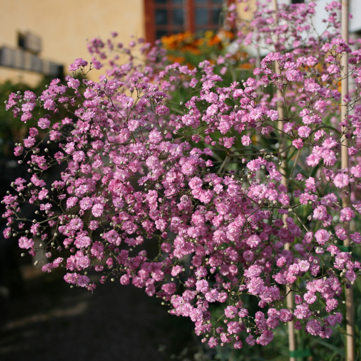4960  Gypsophila paniculata  Flamingo  I  Svenskt namn  :Brudslöja  I  Krukstorlek   : SQ1  I  Förväntad Höjd  :  100 cm  I  Blomningstid :  juli-aug