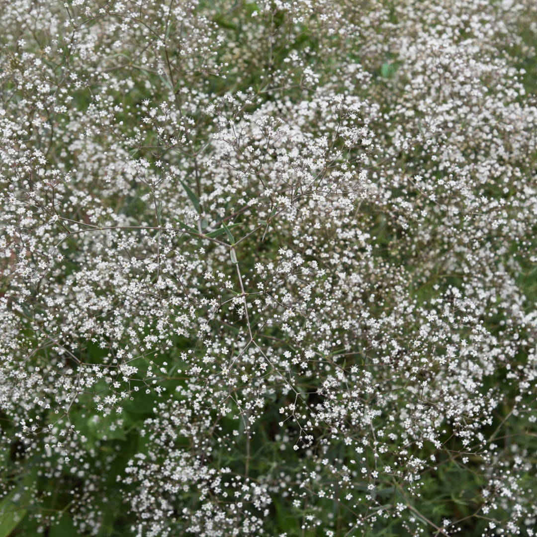 4972  Gypsophila repens  Alba  I  Svenskt namn  :Hängslöja  I  Krukstorlek   : P9  I  Förväntad Höjd  :  15 cm  I  Blomningstid :  juni-juli - 3
